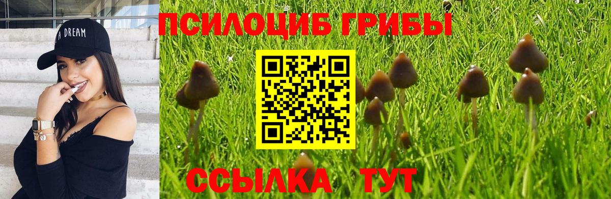 Мурино  Псилоцибиновые грибы прущие грибы  как найти закладки  Галлюциногенные грибы Cubensis  Вход с VPN 